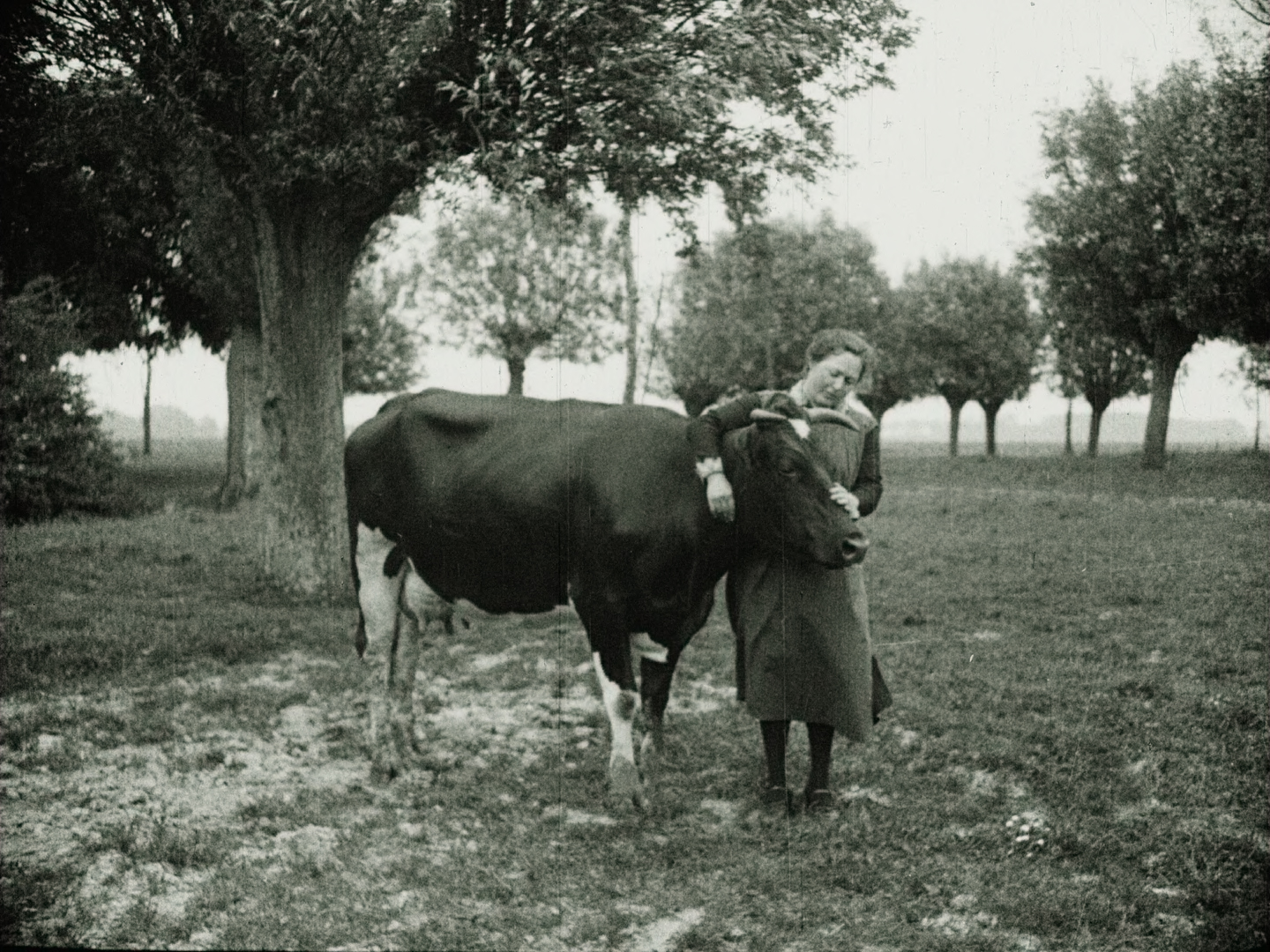 20e eeuwse foto van een vrouw die een koe knuffelt in een weiland