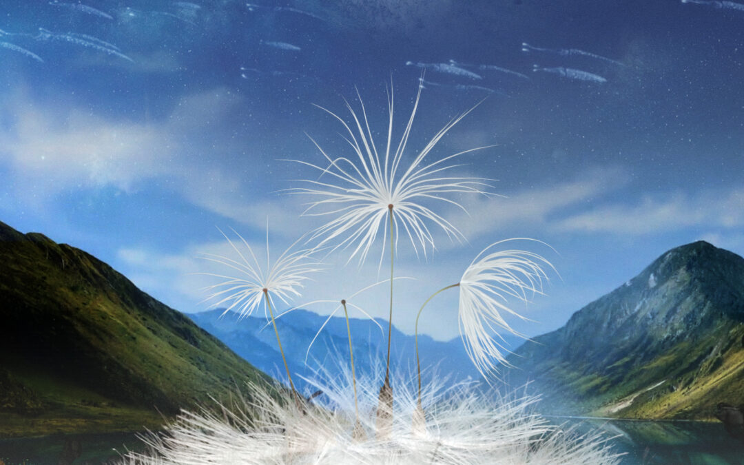 Dandelion’s Odyssey